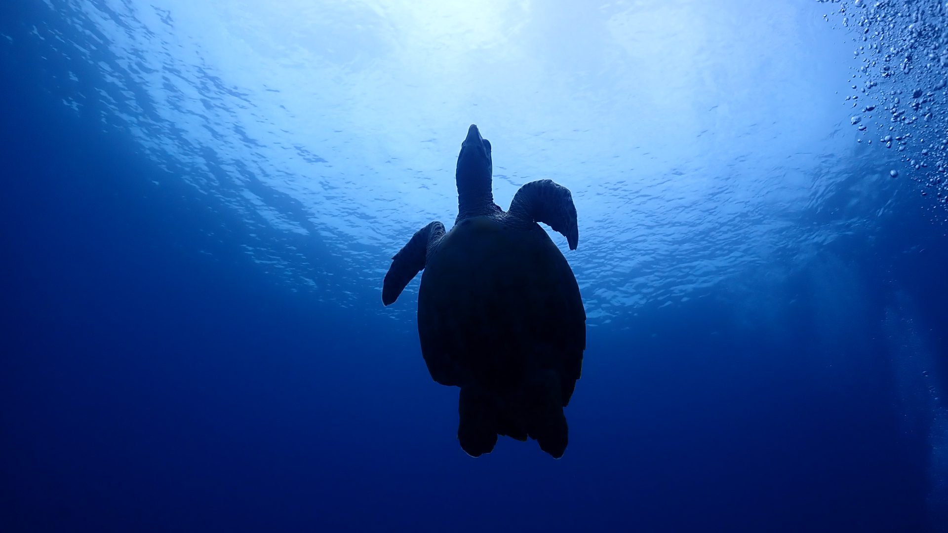 Azure Heart Diving Okinawa